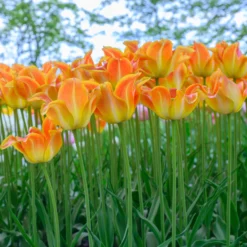 Tulip 'Je T'aime' -UK Garden Plants Sales 2024 tulip je taime 3 scaled