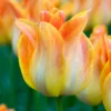 Tulip 'Je T'aime' -UK Garden Plants Sales 2024 tulip je taime 4