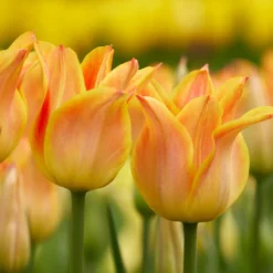 Tulip 'Je T'aime' -UK Garden Plants Sales 2024 tulip je taime 5