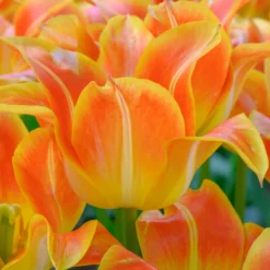 Tulip 'Je T'aime' -UK Garden Plants Sales 2024 tulip je taime 6