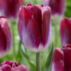 Tulip 'Kansas Proud' -UK Garden Plants Sales 2024 tulip kansas proud 1