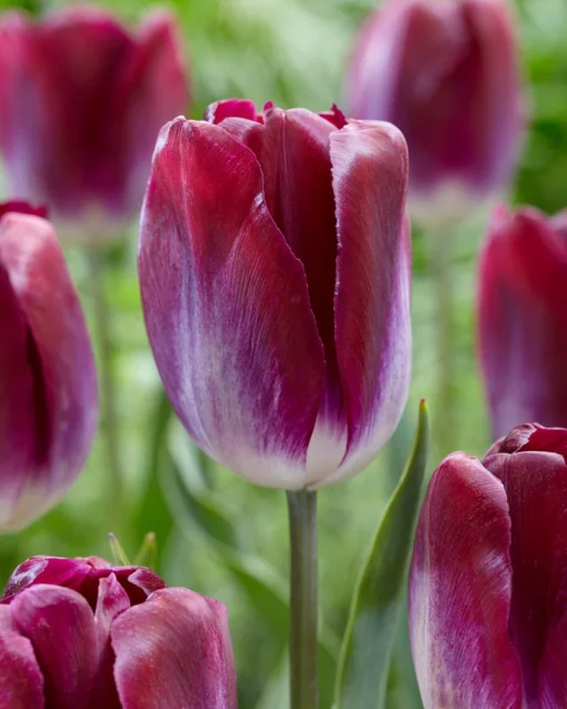 Tulip 'Kansas Proud' 7 Tulip 'Kansas Proud' -UK Garden Plants Sales 2024 tulip kansas proud 1