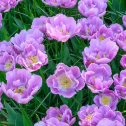 Tulip 'Katinka' -UK Garden Plants Sales 2024 tulip katinka 1 scaled