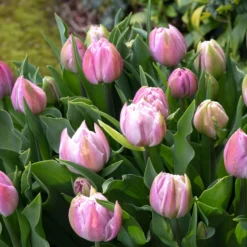 Front Page -UK Garden Plants Sales 2024 tulip katinka 10 scaled