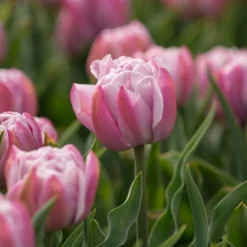 Tulip 'Katinka' -UK Garden Plants Sales 2024 tulip katinka 3 scaled