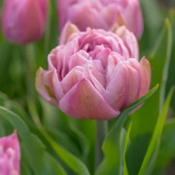 Tulip 'Katinka' -UK Garden Plants Sales 2024 tulip katinka 4 scaled