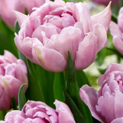 Tulip 'Katinka' -UK Garden Plants Sales 2024 tulip katinka 5