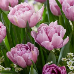 Tulip 'Katinka'