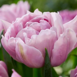 Tulip 'Katinka' -UK Garden Plants Sales 2024 tulip katinka 7