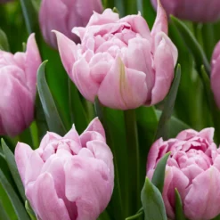 Tulip 'Katinka' -UK Garden Plants Sales 2024 tulip katinka 8
