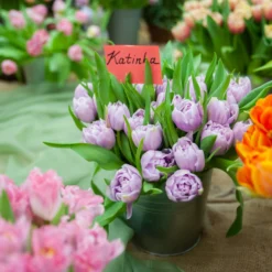 Tulip 'Katinka' -UK Garden Plants Sales 2024 tulip katinka 9 scaled