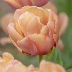 Tulip 'La Belle Époque'