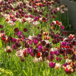 Tulip 'La Belle Époque' 19 Tulip 'La Belle Époque' -UK Garden Plants Sales 2024 tulip la belle epoque 1 scaled