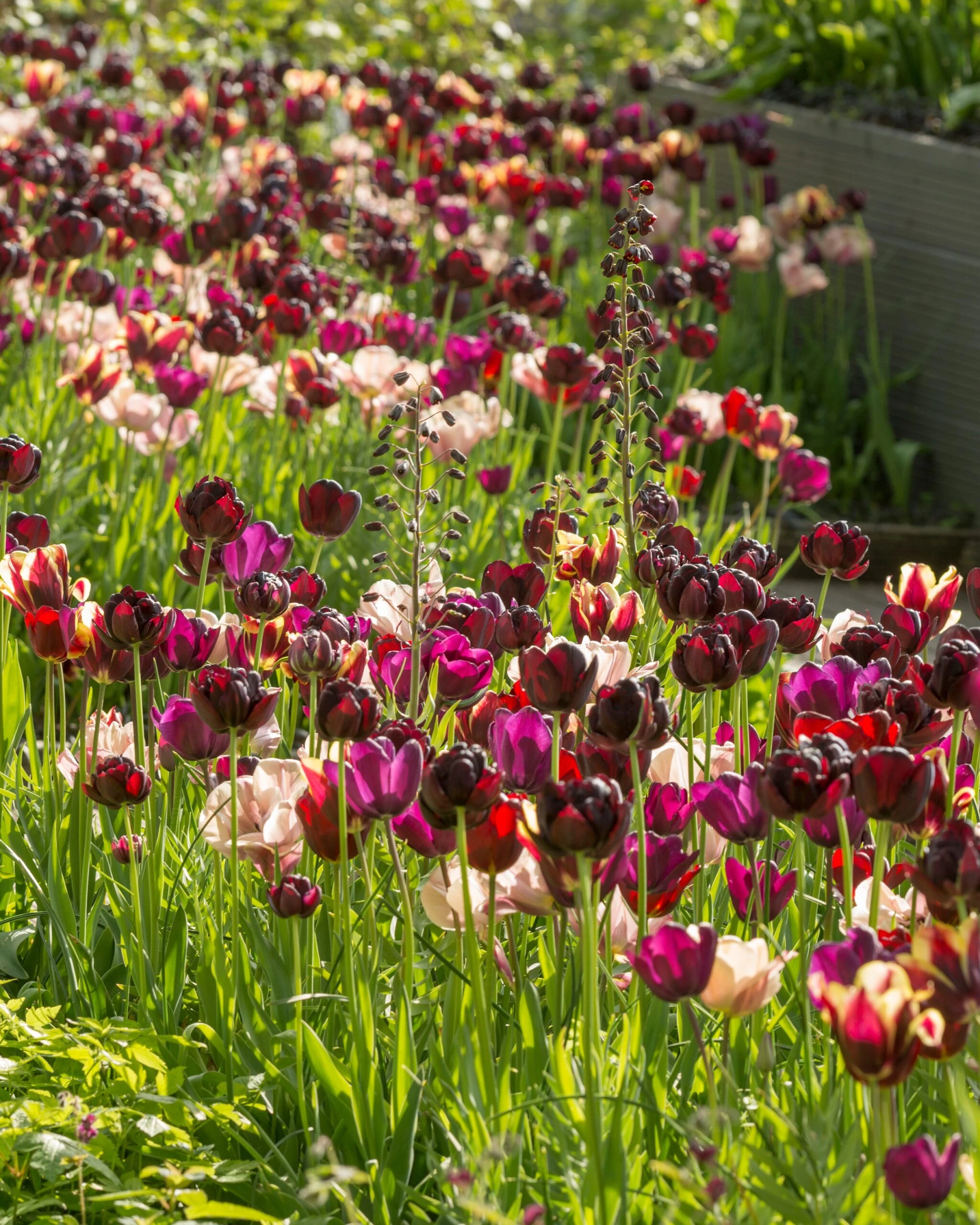 Tulip 'La Belle Époque' 10 Tulip 'La Belle Époque' - Image 8