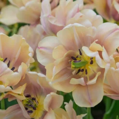 Tulip 'La Belle Époque' 15 Tulip 'La Belle Époque' -UK Garden Plants Sales 2024 tulip la belle epoque 2 scaled