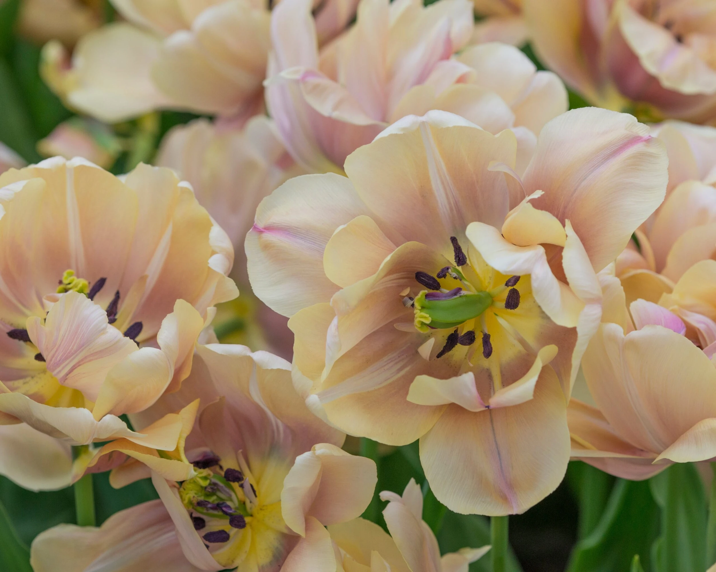 Tulip 'La Belle Époque' 6 Tulip 'La Belle Époque' - Image 4