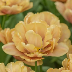 Tulip 'La Belle Époque' 18 Tulip 'La Belle Époque' -UK Garden Plants Sales 2024 tulip la belle epoque 3 scaled