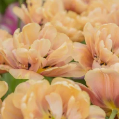 Tulip 'La Belle Époque' 17 Tulip 'La Belle Époque' -UK Garden Plants Sales 2024 tulip la belle epoque 4 scaled