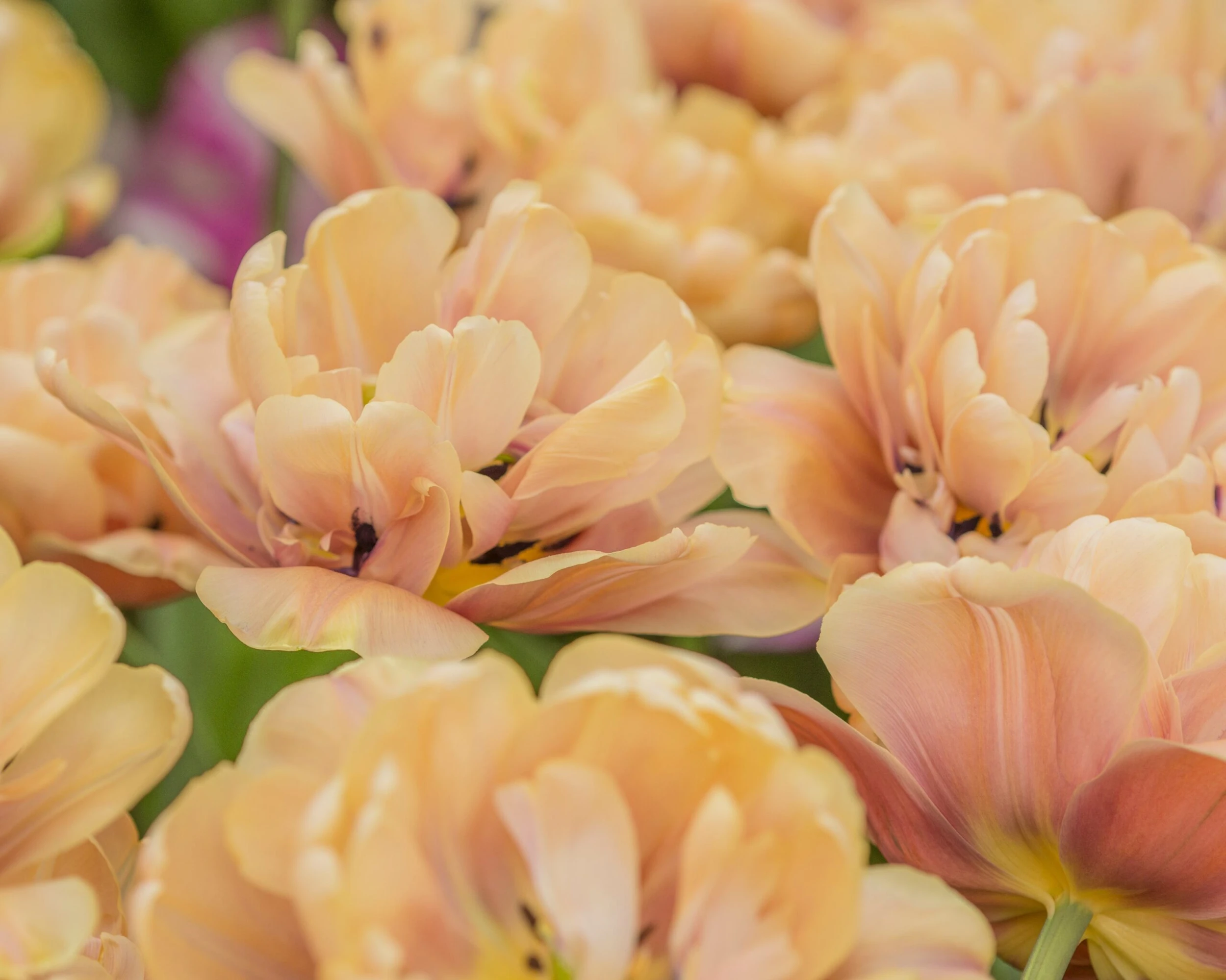 Tulip 'La Belle Époque' 8 Tulip 'La Belle Époque' - Image 6