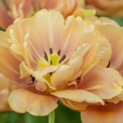 Tulip 'La Belle Époque' 14 Tulip 'La Belle Époque' -UK Garden Plants Sales 2024 tulip la belle epoque 5 scaled