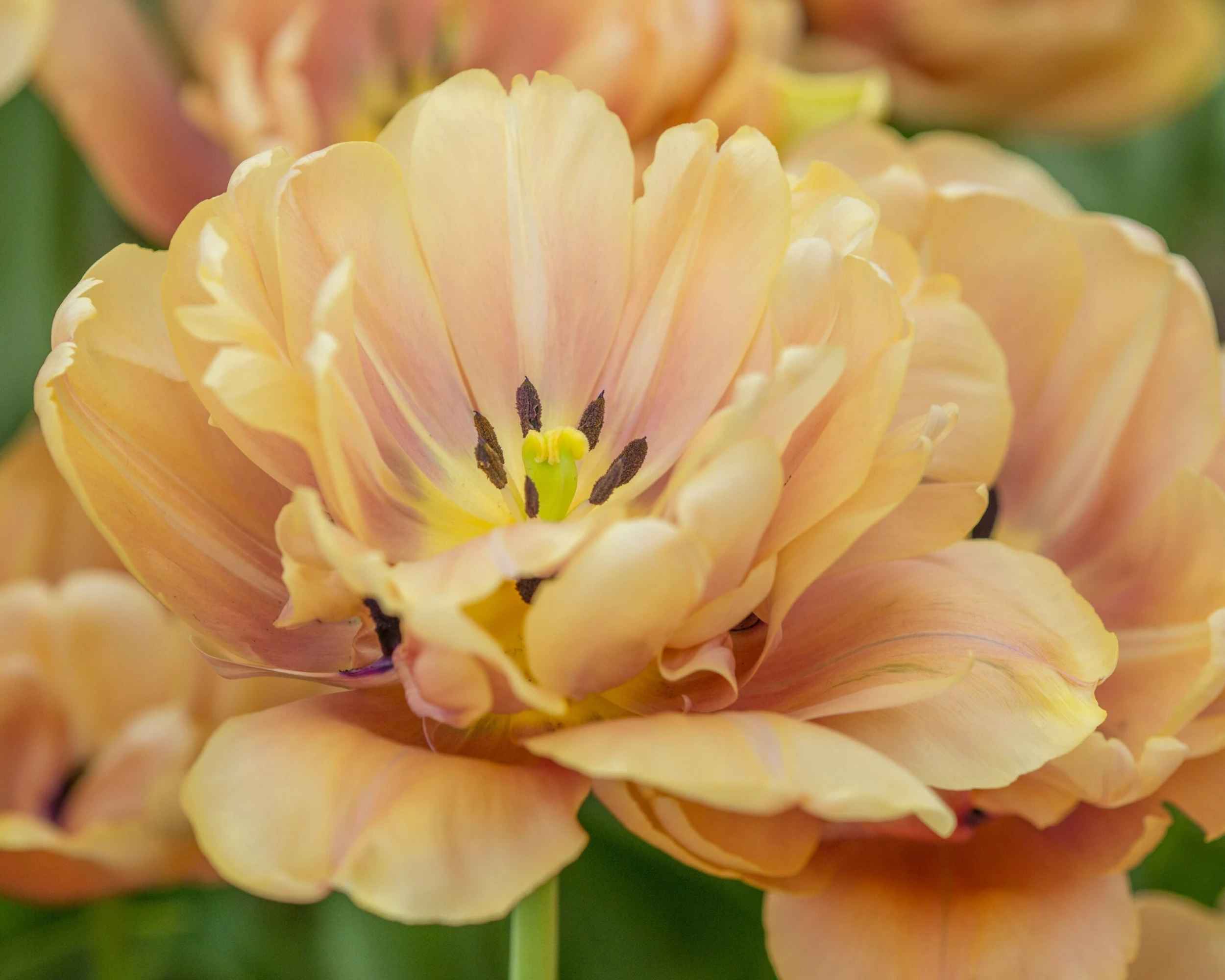 Tulip 'La Belle Époque' 5 Tulip 'La Belle Époque' - Image 3