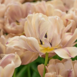 Tulip 'La Belle Époque' 21 Tulip 'La Belle Époque' -UK Garden Plants Sales 2024 tulip la belle epoque 8 scaled