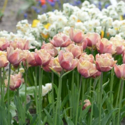 Tulip 'La Belle Époque' 16 Tulip 'La Belle Époque' -UK Garden Plants Sales 2024 tulip la belle epoque 9 scaled