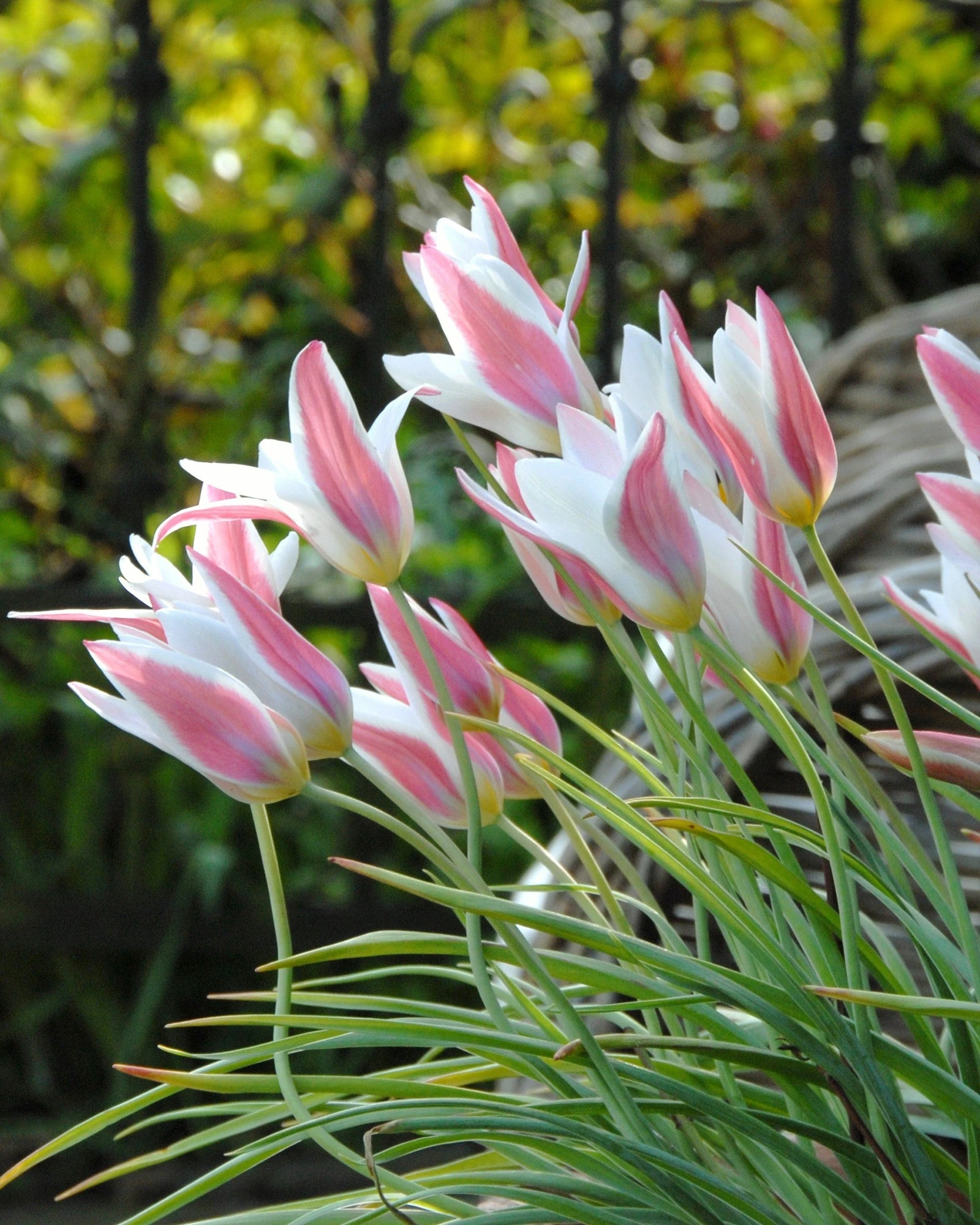 Tulip 'Lady Jane' 3 Tulip 'Lady Jane'
