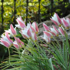Tulip 'Lady Jane' 11 Tulip 'Lady Jane' -UK Garden Plants Sales 2024 tulip lady jane 2