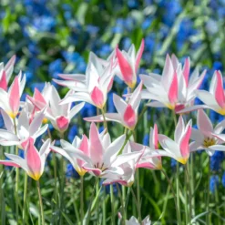Tulip 'Lady Jane' 10 Tulip 'Lady Jane' -UK Garden Plants Sales 2024 tulip lady jane 3