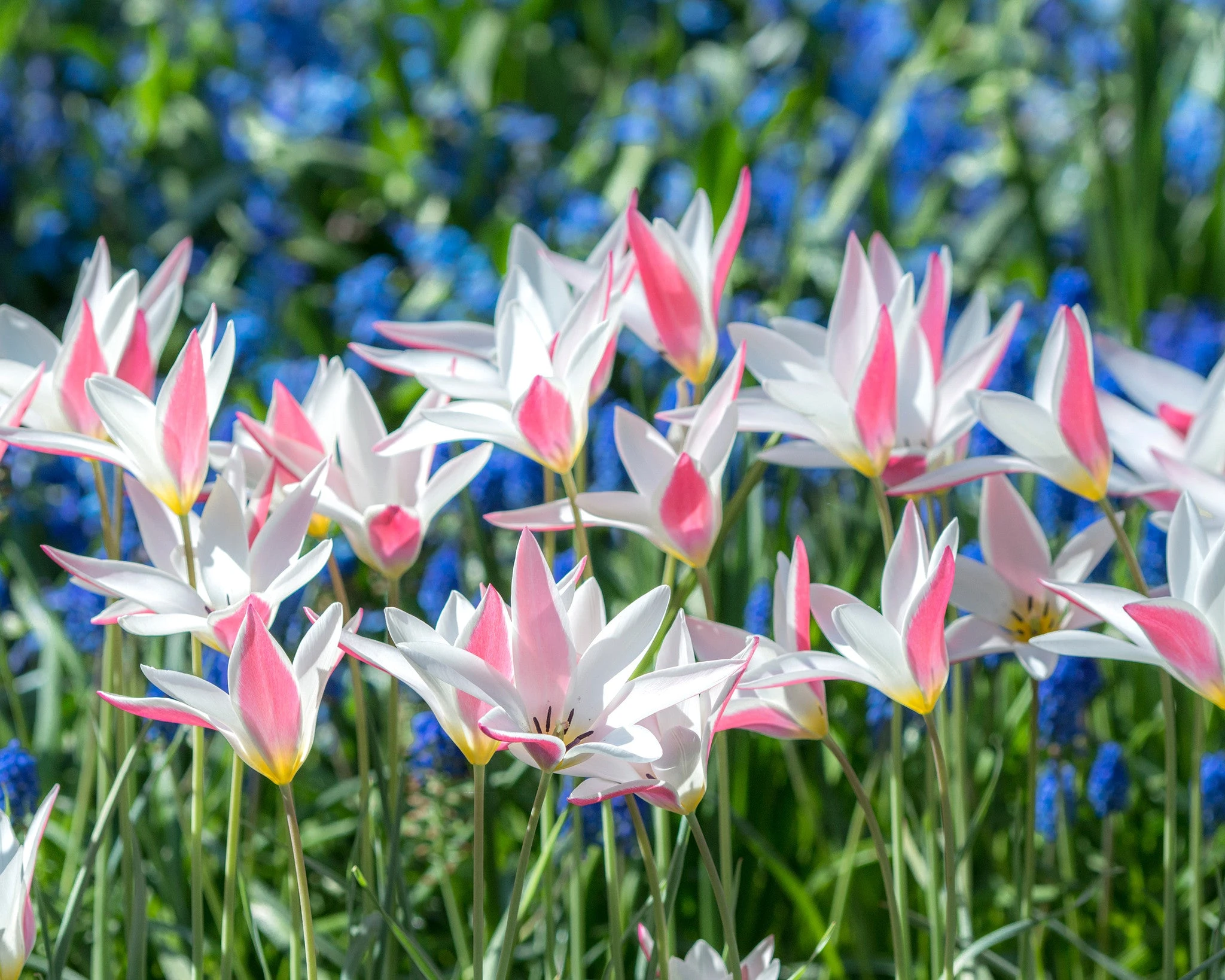 Tulip 'Lady Jane' 5 Tulip 'Lady Jane' - Image 3