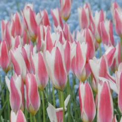 Tulip 'Lady Jane' 12 Tulip 'Lady Jane' -UK Garden Plants Sales 2024 tulip lady jane 4