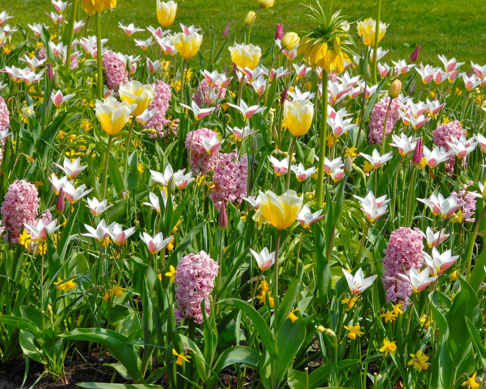Tulip 'Lady Jane' 8 Tulip 'Lady Jane' - Image 6