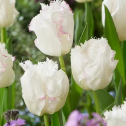 Tulip 'Lady Smile' -UK Garden Plants Sales 2024 tulip lady smile 2