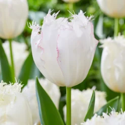 Tulip 'Lady Smile' -UK Garden Plants Sales 2024 tulip lady smile 4