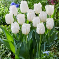 Tulip 'Lady Smile' -UK Garden Plants Sales 2024 tulip lady smile 5