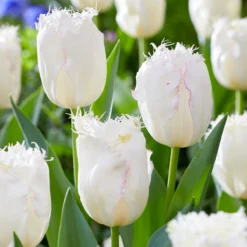 Tulip 'Lady Smile' -UK Garden Plants Sales 2024 tulip lady smile 6