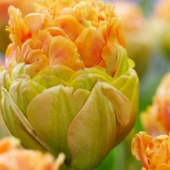 Tulip 'Le Lavandou' -UK Garden Plants Sales 2024 tulip le lavandou 1