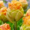 Tulip 'Le Lavandou' -UK Garden Plants Sales 2024 tulip le lavandou 3