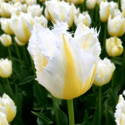 Tulip 'Lemon Beauty' 16 Tulip 'Lemon Beauty' -UK Garden Plants Sales 2024 tulip lemon beauty 0 scaled