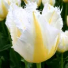 Tulip 'Lemon Beauty' 2 Tulip 'Lemon Beauty' -UK Garden Plants Sales 2024 tulip lemon beauty 00 scaled