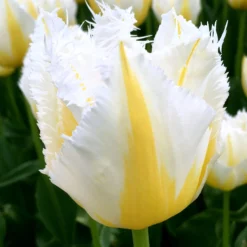 Tulip 'Lemon Beauty'