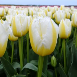 Front Page -UK Garden Plants Sales 2024 tulip lemon beauty 00 7e1851f3 c394 4a02 83be c9318903751c scaled