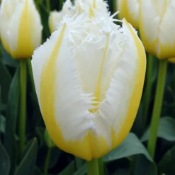Tulip 'Lemon Beauty' 17 Tulip 'Lemon Beauty' -UK Garden Plants Sales 2024 tulip lemon beauty 01 scaled