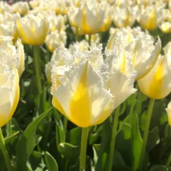Tulip 'Lemon Beauty' 14 Tulip 'Lemon Beauty' -UK Garden Plants Sales 2024 tulip lemon beauty 02 scaled