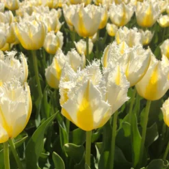 Tulip 'Lemon Beauty' 18 Tulip 'Lemon Beauty' -UK Garden Plants Sales 2024 tulip lemon beauty 03 scaled