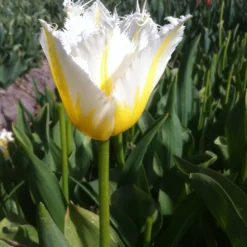 Tulip 'Lemon Beauty' 19 Tulip 'Lemon Beauty' -UK Garden Plants Sales 2024 tulip lemon beauty 04 scaled