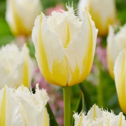Tulip 'Lemon Beauty' 13 Tulip 'Lemon Beauty' -UK Garden Plants Sales 2024 tulip lemon beauty 2