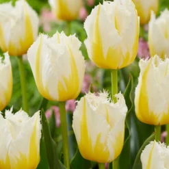 Tulip 'Lemon Beauty' 15 Tulip 'Lemon Beauty' -UK Garden Plants Sales 2024 tulip lemon beauty 3