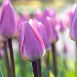 Tulip 'Light And Dreamy' 16 Tulip 'Light And Dreamy' -UK Garden Plants Sales 2024 tulip light and dreamy 00